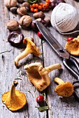 Chanterelle mushrooms, nuts and berries with vintage scissors and thread over wooden background