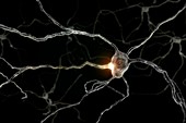 Neurons, artwork