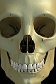 The Skull, artwork