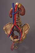 The Renal System, artwork