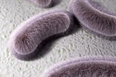 Rod-shaped Bacteria, artwork