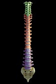 The Vertebral Column, artwork