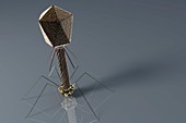 Bacteriophage, artwork