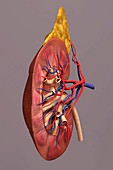 The kidney (Sectioned), artwork