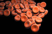 Red Blood Cells, artwork