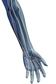 The Nerves of the Arm, artwork