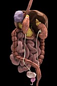 Digestive System with Kidneys, artwork