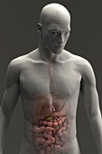 Digestive System (Male), artwork