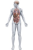 Human Organs (Male), artwork