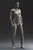Human Skeleton, artwork