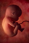 Fetus In Utero (Week 15), artwork