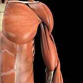 The Muscle System, artwork