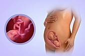 Fetal Development (Week 26), artwork