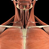 The Muscles of the Upper Chest, artwork