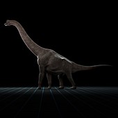 Brachiosaurus Dinosaur, artwork