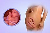 Fetal Development (Week 31), artwork