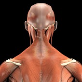 The Muscles of the Upper Back, artwork