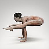 Yoga Firefly Pose, artwork