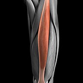 Rectus Femoris Muscle, artwork