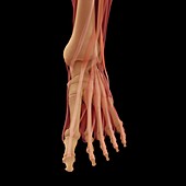 The Muscles of the Foot, artwork