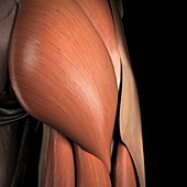 Muscles of the Buttocks, artwork