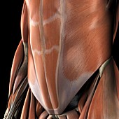 Muscles of the Abdomen, artwork