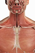 The Muscles of the Upper Chest and Neck