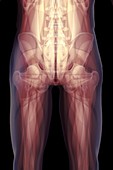 Musculoskeletal System of Upper Legs