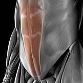 Abdominal Muscles, artwork