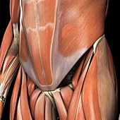 Muscles of the Lower Abdomen, artwork