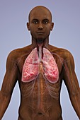 The Lungs and Cardiovascular System