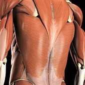 The Muscles of the Back, artwork