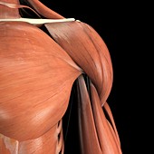 Muscles of the Shoulder, artwork
