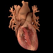 Heart Anatomy, artwork