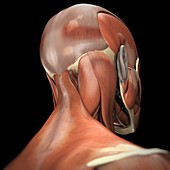 Muscles of the Neck, artwork