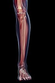 Musculoskeletal System of Lower Leg