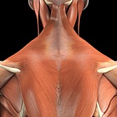 Muscles of the Upper Back, artwork