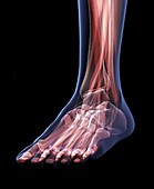 Musculoskeletal Structures of Foot