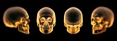 The Human Skull, artwork