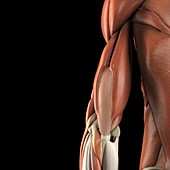 Muscles of the Upper Arm, artwork