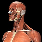 Muscles of Head, Neck and Shoulders