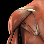 The Muscles of the Shoulder, artwork