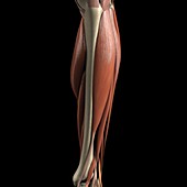 The Muscles of the Lower Leg, artwork