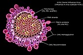 H1N1 Swine Influenza Virus, artwork