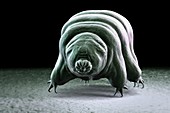 Water Bear (Tardigrades), artwork