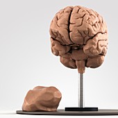 Clay Model of Brain, artwork
