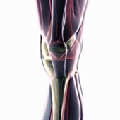 Anatomy of the Knee, artwork