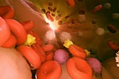 Cells of the Immune System, artwork