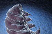 Water Bear (Tardigrades), artwork