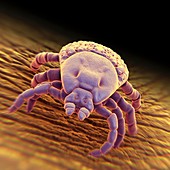 Ixodes Tick, artwork